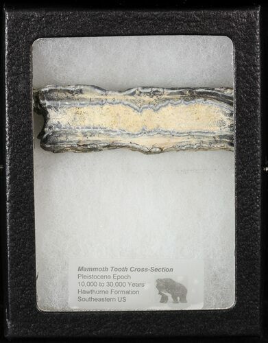 Mammoth Molar Slice With Case - South Carolina #58312